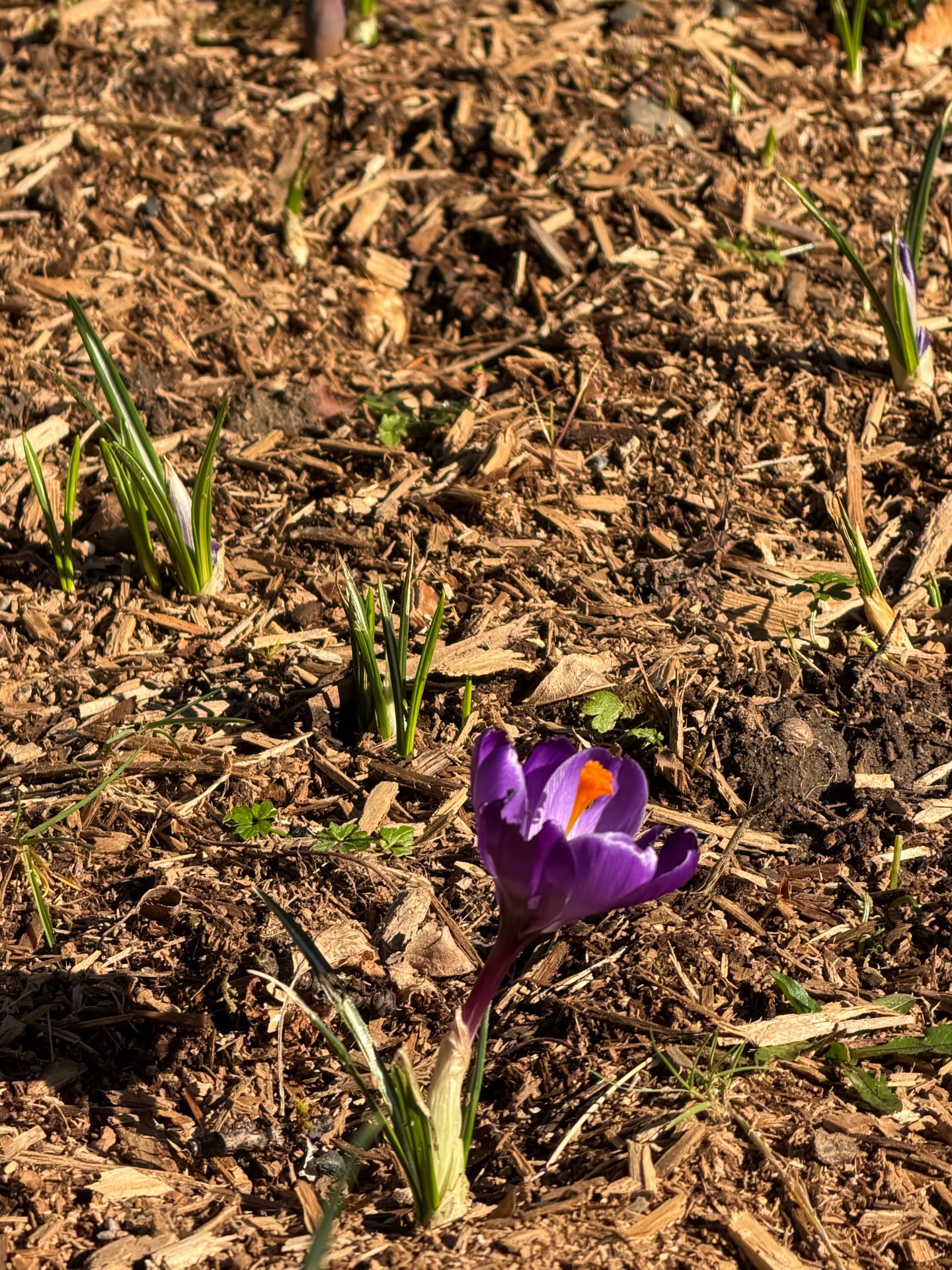First crocus 2026