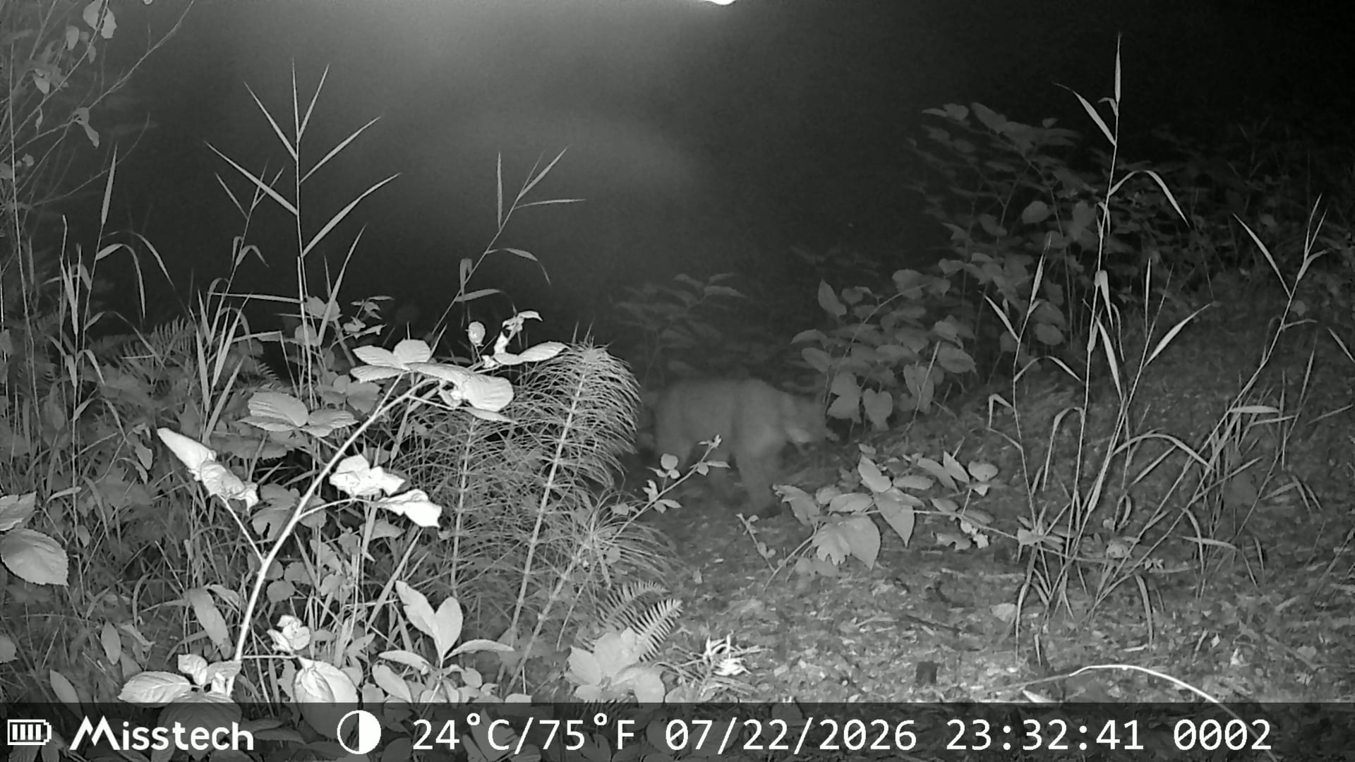 Wildlife photo