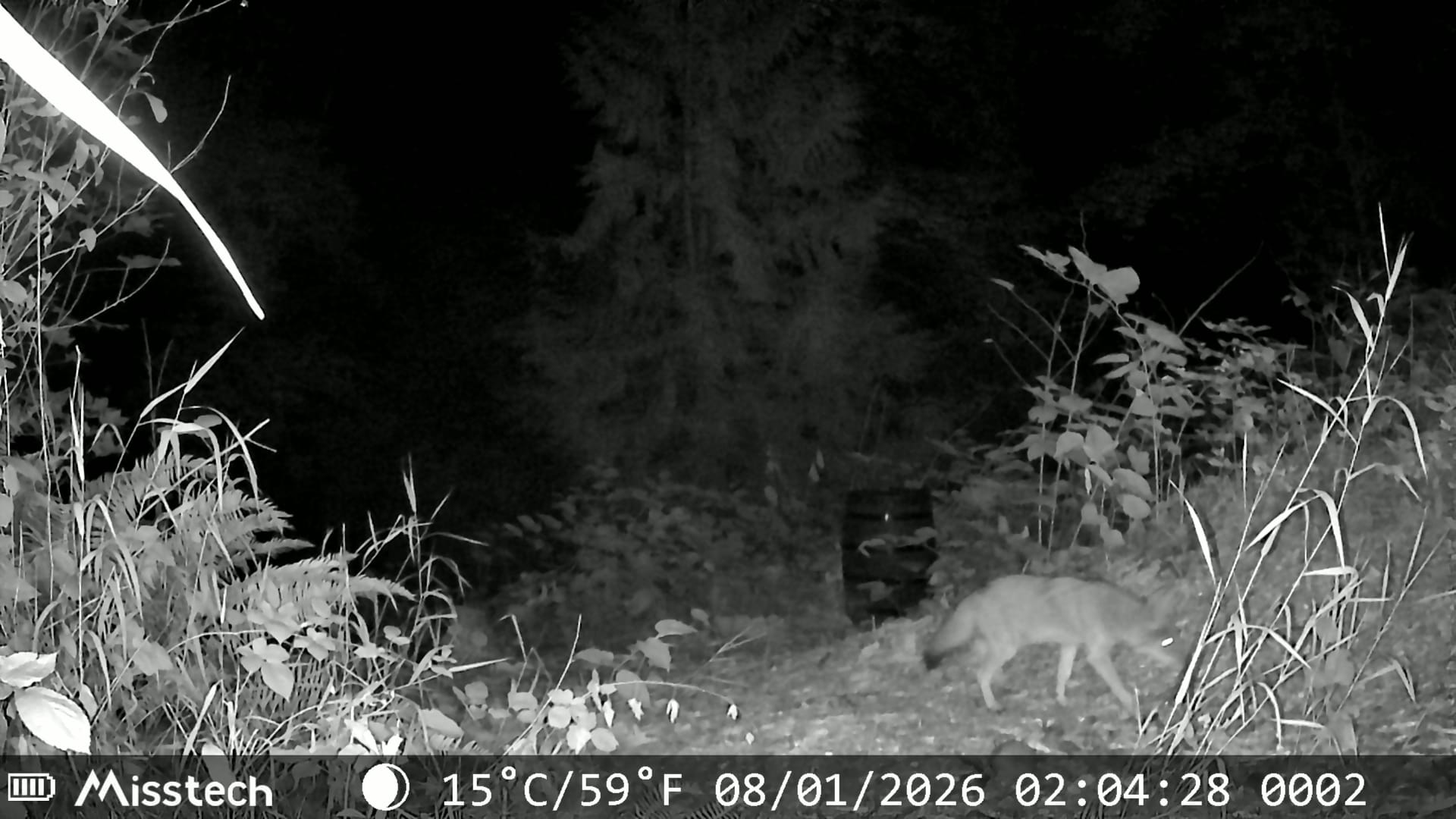 Wildlife photo
