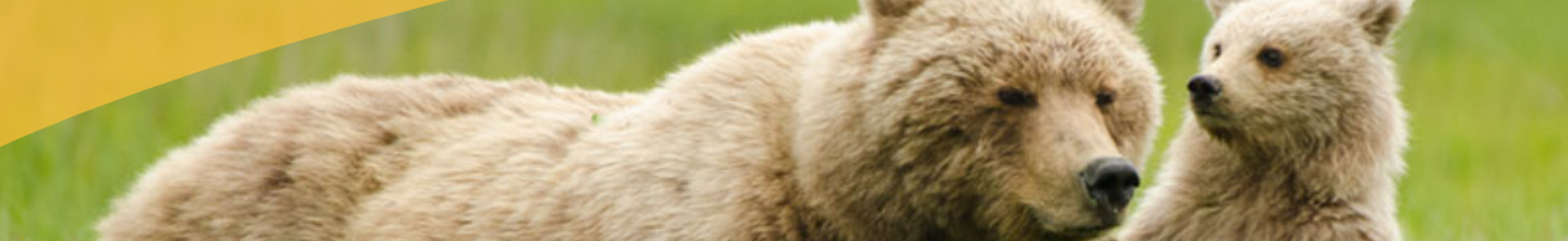 Golden Bear Insurance Company Customer Ratings Clearsurance