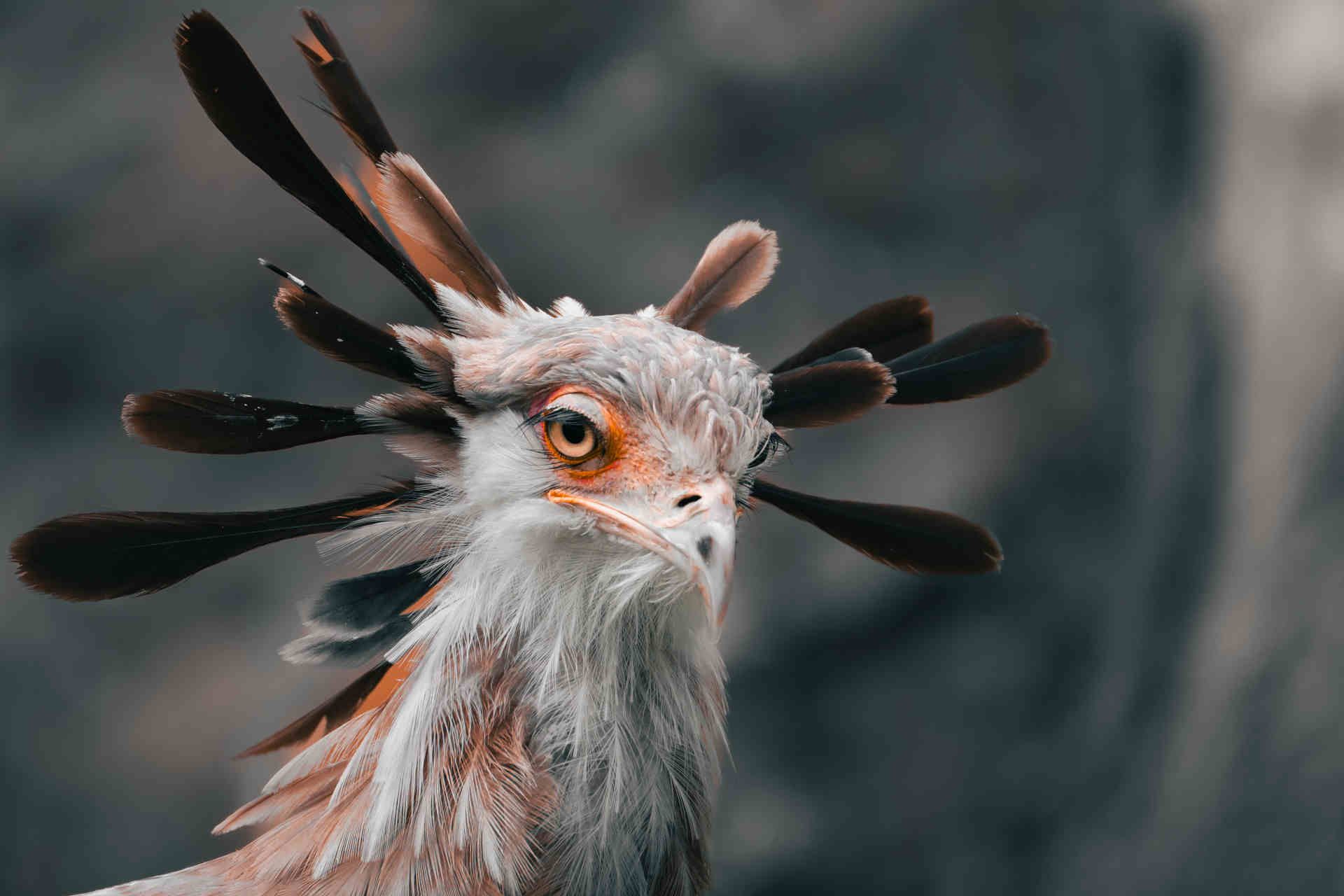 serpentario russia stati uniti.jpg