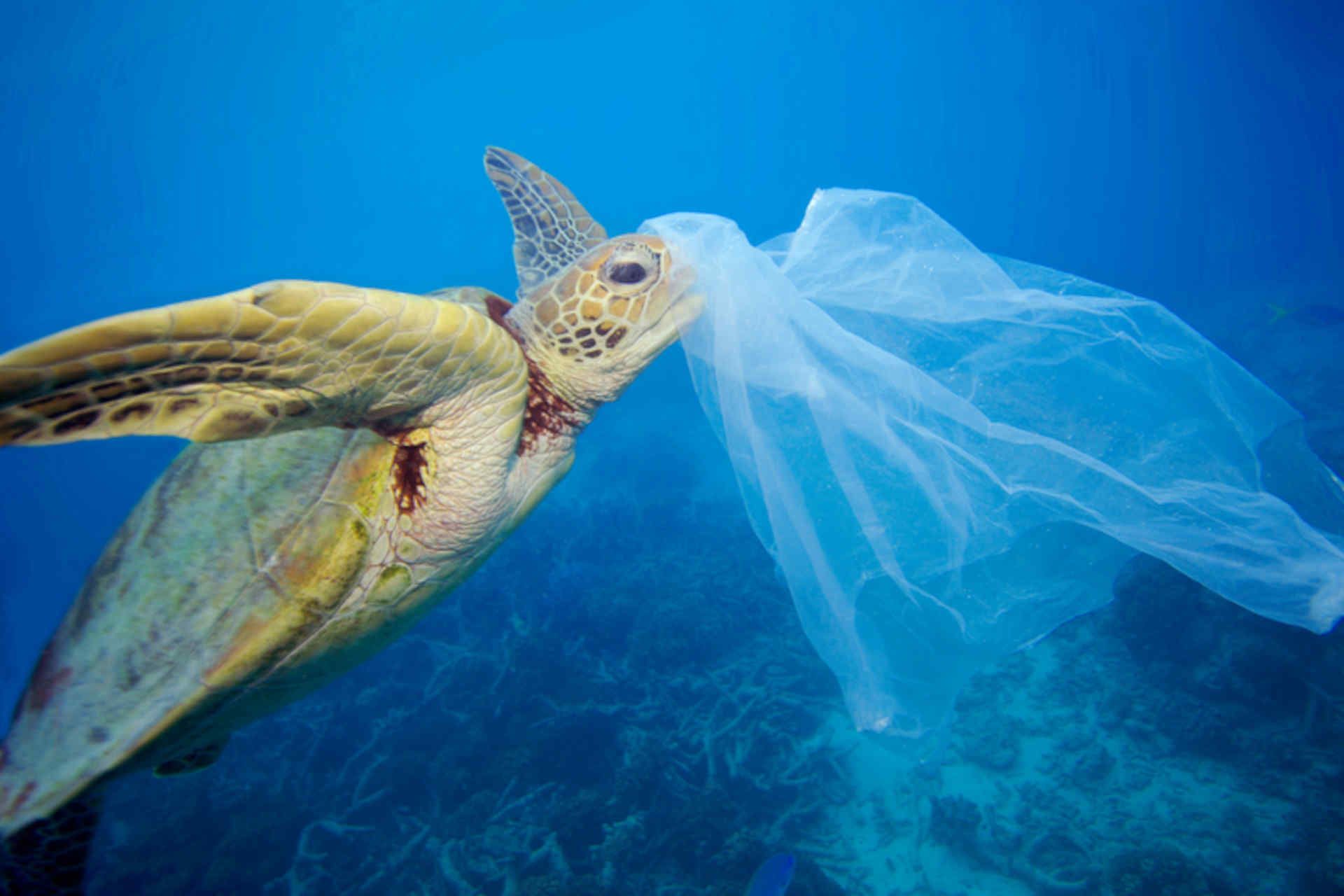 tartaruga oceano plastica.jpg