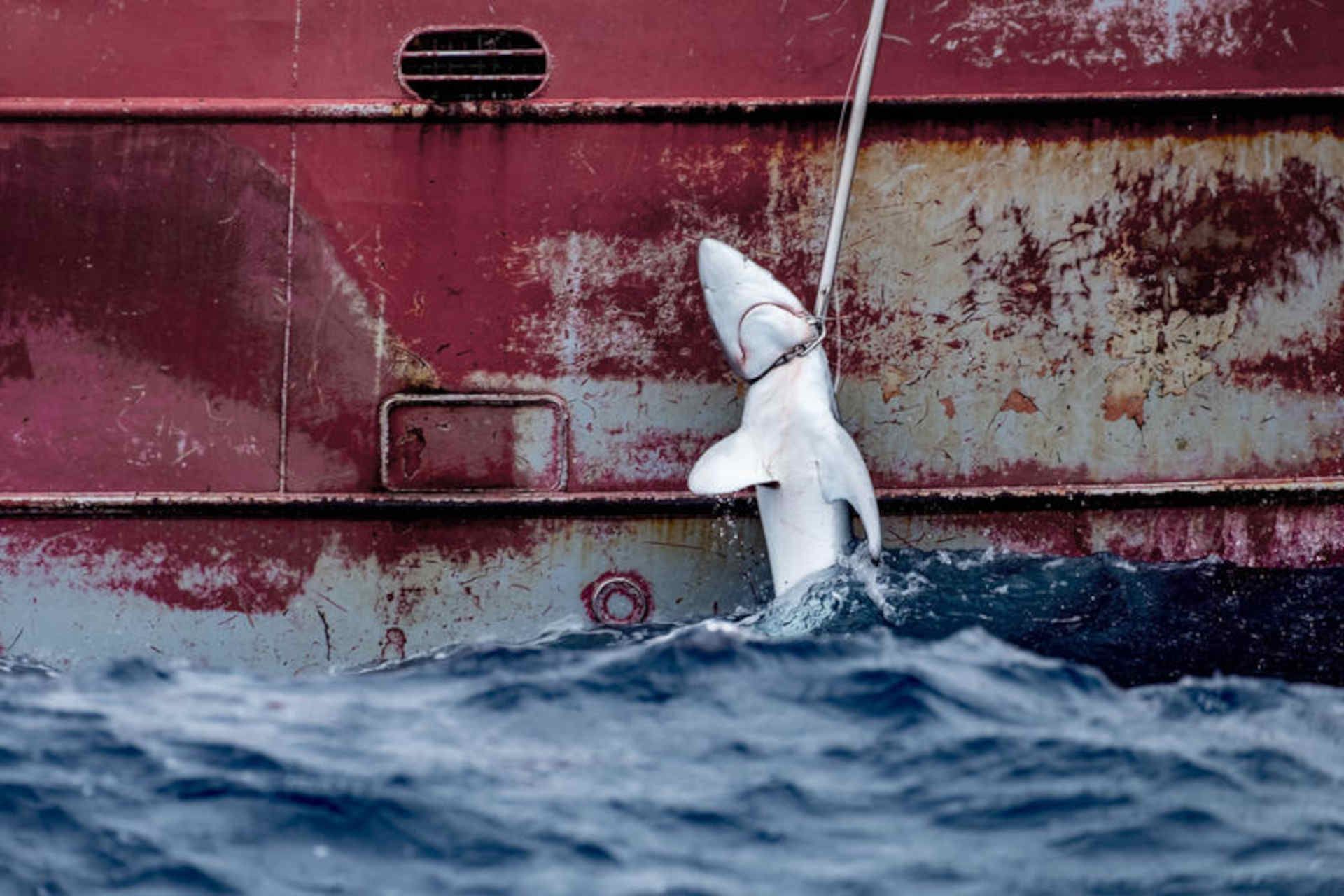 pesca squalo greenpeace.jpg