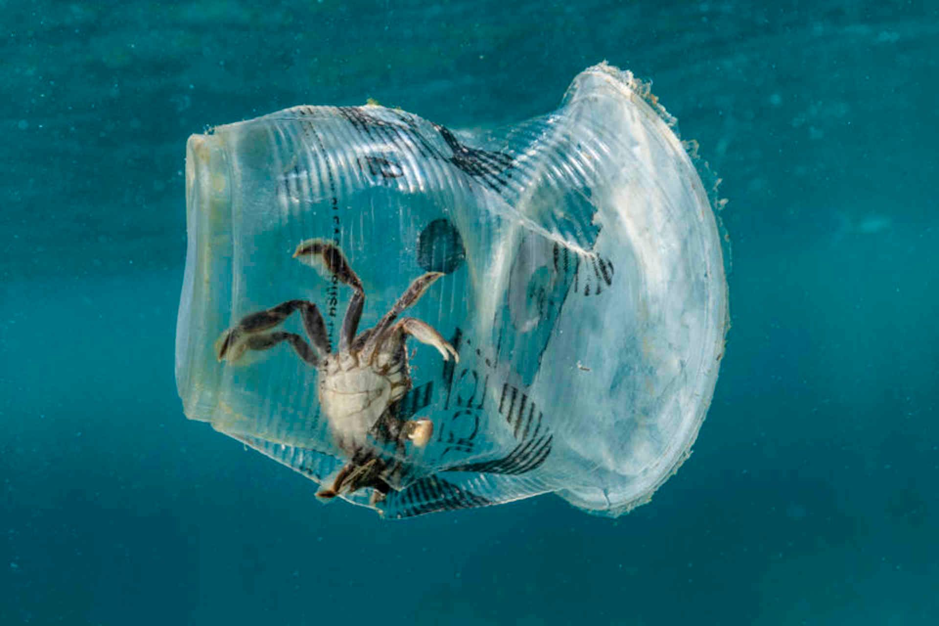 granchio plastica oceano.jpg