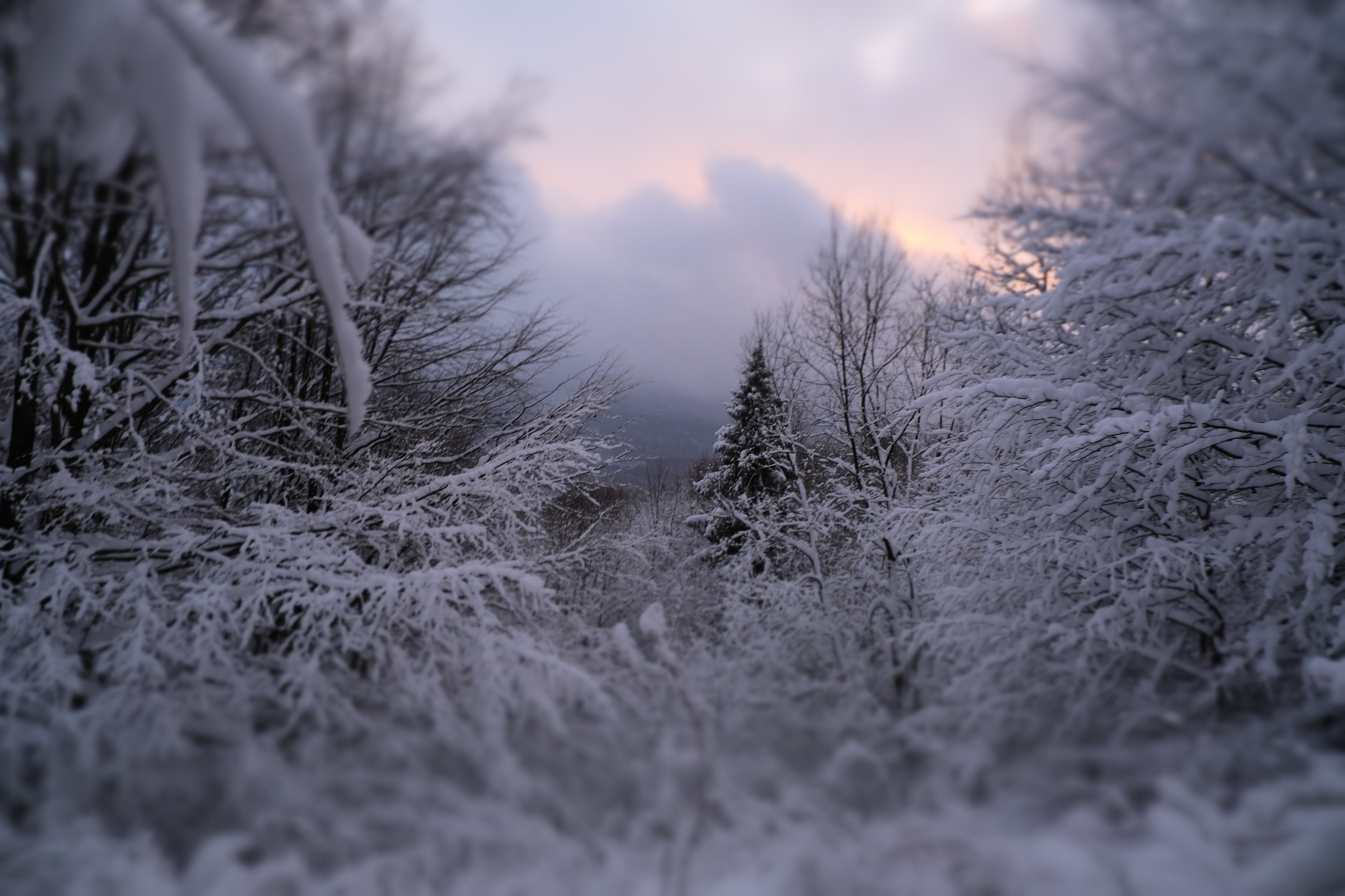 Bieszczady, Poland - Połonina Wetlińska