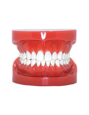 Typodont Schaumodell