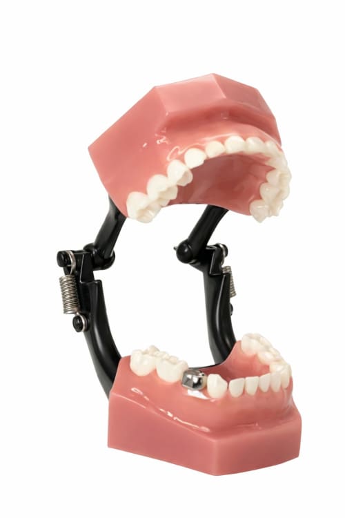 NuSmile Crowns Demonstration Model