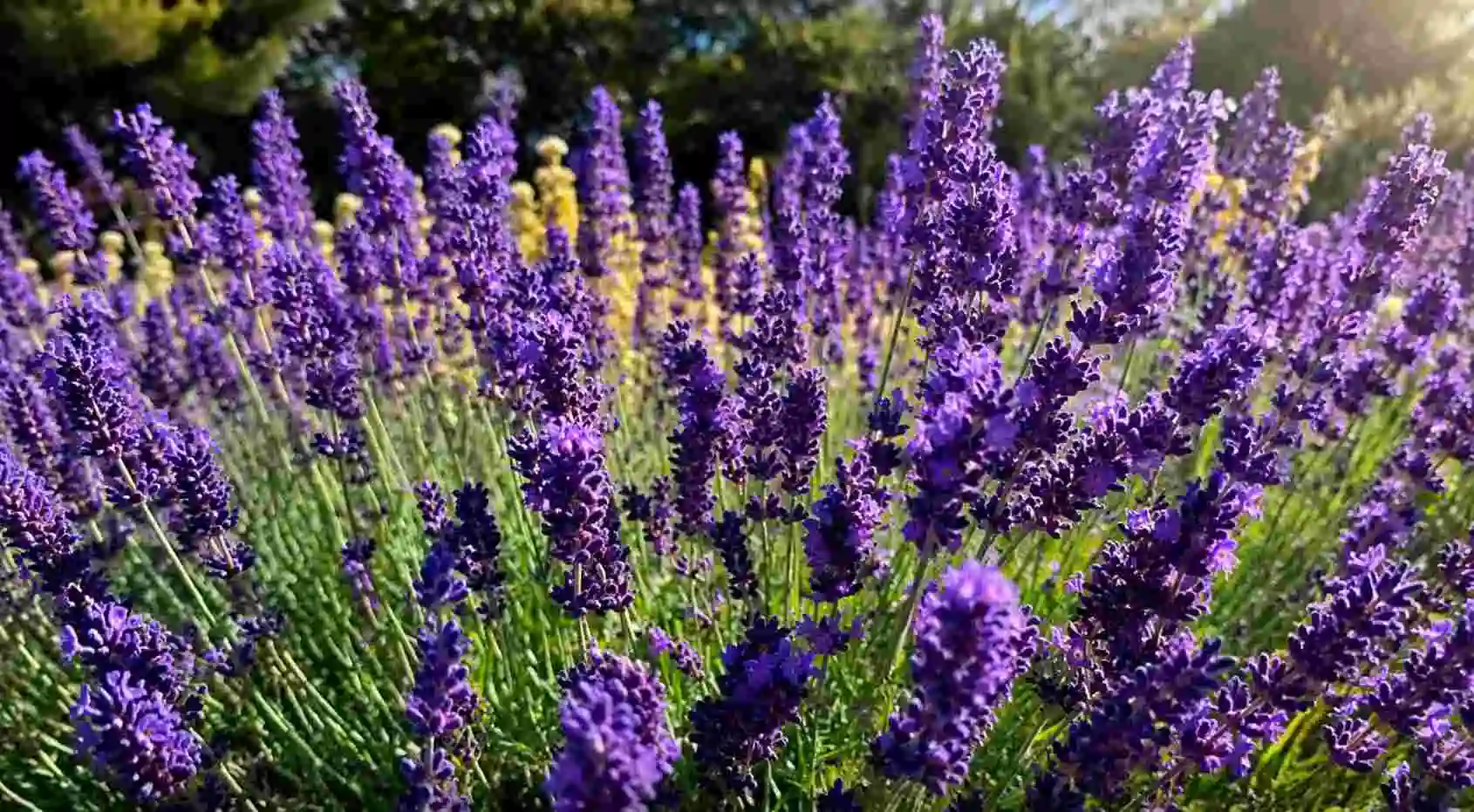 25% off entire order — Lavender World Exclusive Promo Code