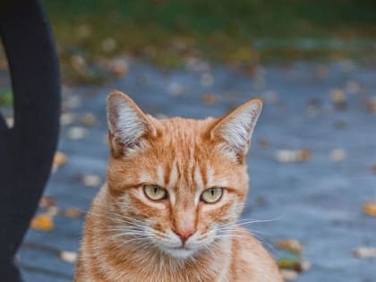 Город котов. Во Владикавказе самые красивые уличные коты и кошки.