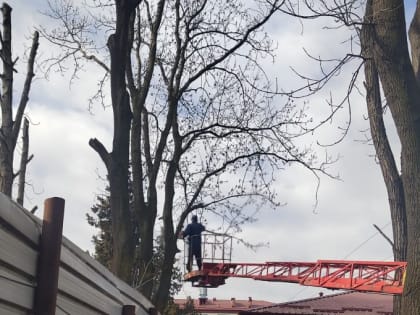 Во Владикавказе продолжается сезонная обрезка деревьев.