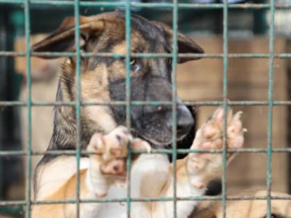 Собака без бирки отловлена в городе