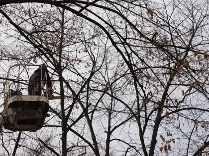 На улицах Владикавказа проходит санитарная обрезка деревьев