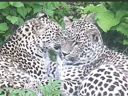 Леопарда из сочинского центра восстановления выпустили в дикую природу в заказнике Северной Осетии