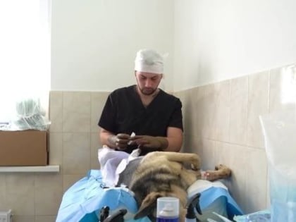 Во Владикавказе начался очередной этап массовой стерилизации безнадзорных животных.