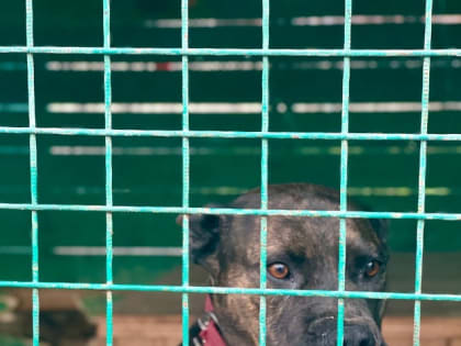 День открытых дверей в питомнике Владикавказа