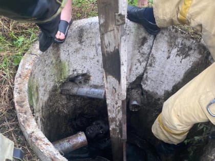 В Ардоне спасатели помогли собаке выбраться из канализационной ямы