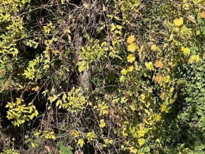 Субботник в городе: уборка и озеленение