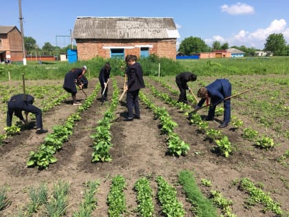 Во время субботника учащиеся МБОУ СОШ с. Нарт пропололи грядки