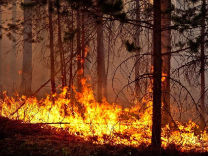 В степных районах Северной Осетии наблюдается пожароопасность лесов