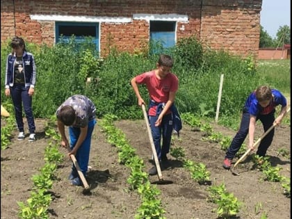 В Ардонском районе школьники выращивают овощи для своей столовой