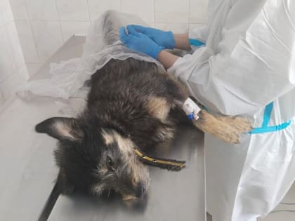 Городской питомник продолжает стерилизацию беспризорных собак.