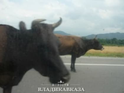 В Северной Осетии запустили завод по производству комбинированных кормов