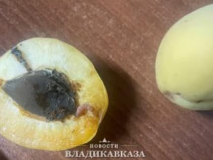 На границе предотвращён ввоз более 36 тонн абрикосов из Армении, зараженных вредителем