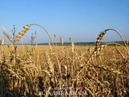 С начала года в РСО прекращено действие 59 деклараций на зерно