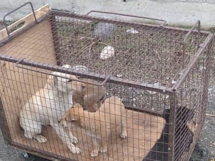 Во владикавказском питомнике идет стерилизация животных.