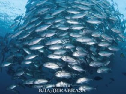 Сергей Меняйло и руководитель Росрыболовства обсудили вопросы развития рыбохозяйственного комплекса республики