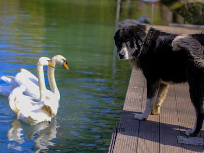 Собак, отловленных в зонах отдыха и у социальных учреждений, в места отлова не возвращают!