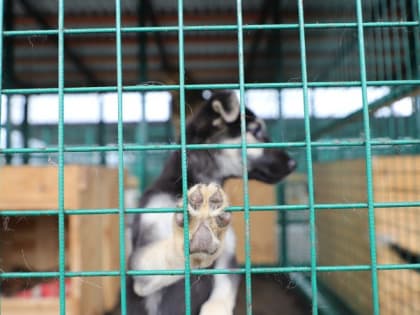 Бригады по отлову бездомных собак действуют в рамках федерального закона