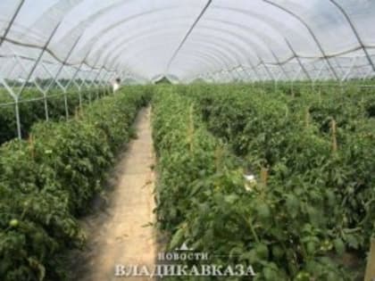 Правительство Северной Осетии поддержит инвестпроект по строительству тепличного комплекса для выращивания клубники