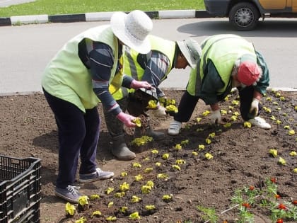 Тагетесы, агератумы, антирринумы, сальвии, циннии, георгины, астры, амаранты - сотни тысяч цветов скоро украсят улицы Владикавказа.