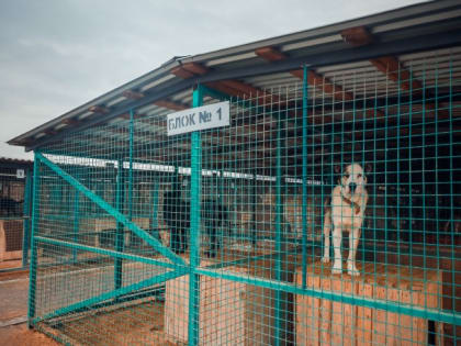 Десятки мест в переполненном питомнике Владикавказа занимают невозвращенцы. Это потенциально опасные собаки - бойцовые породы, помеси крупных пород и огромные алабаи.