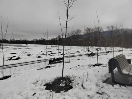 Владикавказ: жители высаживают деревья для озеленения города