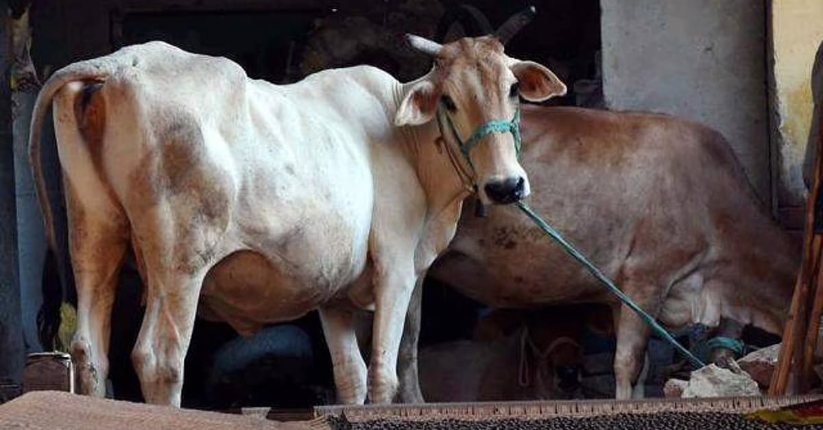 Five Cattle Rescued From Illegal Slaughter Setup in Kamptee; One Arrested