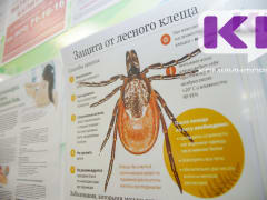 Первый укус клеща зарегистрирован в Прилузском районе Коми