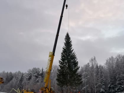В Эжву привезли новогоднюю ель
