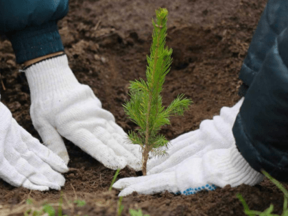 Жители Коми могут присоединиться к акции «Посади своё дерево»