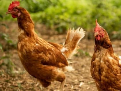 Теперь разводить куриц на садовых участках – незаконно