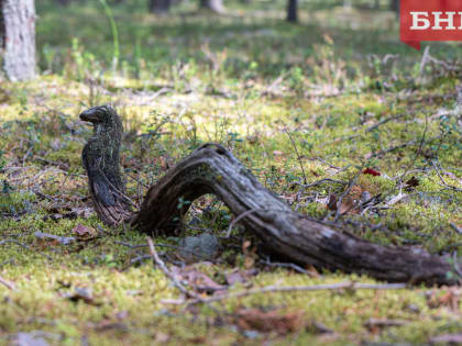 Рослесхоз проведет внеплановую проверку в Коми