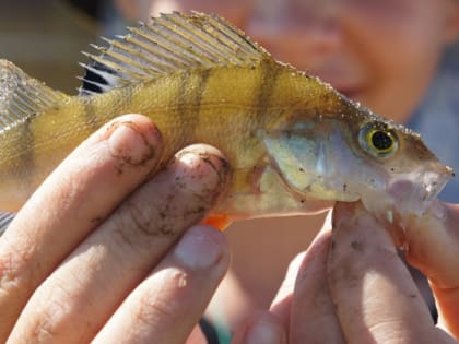 Житель Коми раскаялся и не получил судимость за браконьерство