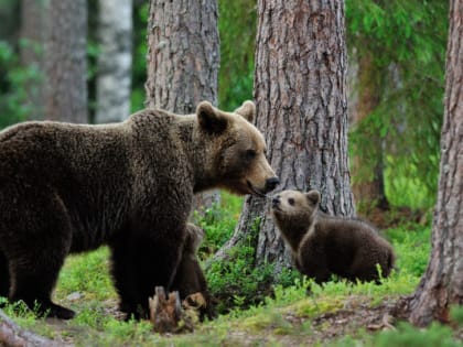Памятка по мерам безопасности при встрече с дикими животными