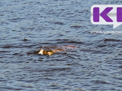 В Коми произошло три несчастных случая на воде