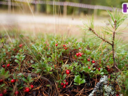 В Троицко-Печорском районе нашли мужчину, который уехал в лес на велосипеде и пропал