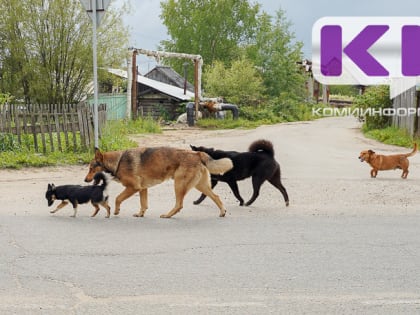 Ухтинское УЖКХ заплатит компенсацию за нападение бездомной собаки на ребенка
