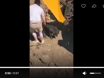 В Усть-Вымском районе рабочие спасли собаку