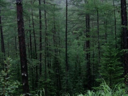 Две пенсионерки блуждали в лесу под Сосногорском трое суток
