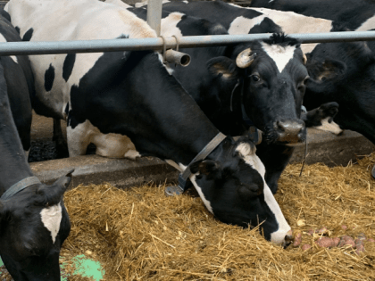 В Коми растут надои молока